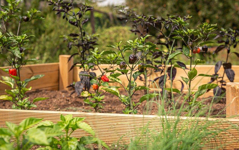 Free photos of Raised bed