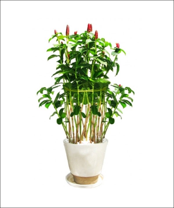 18 mẫu chậu cây cảnh mini cực xinh trang trí cho nhà đón Tết 5 18 mẫu chậu cây cảnh mini cực xinh trang trí cho nhà đón Tết 5