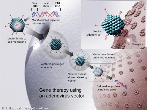 D:\biologie - obr\Gene_therapy_virus.jpg