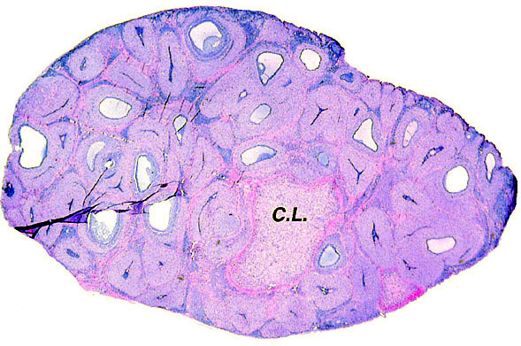 One ovary in near term pregnancy with single corpus luteum and numerous markedly luteinized follicles. Note the lack of folding that is so striking in Pacarana.