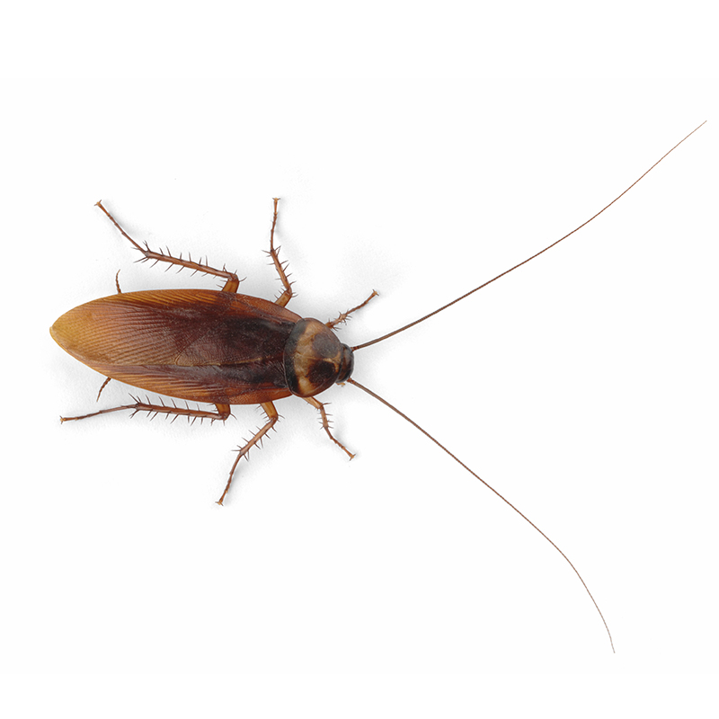 Cockroaches in Utah | Weather, Types, Habitat