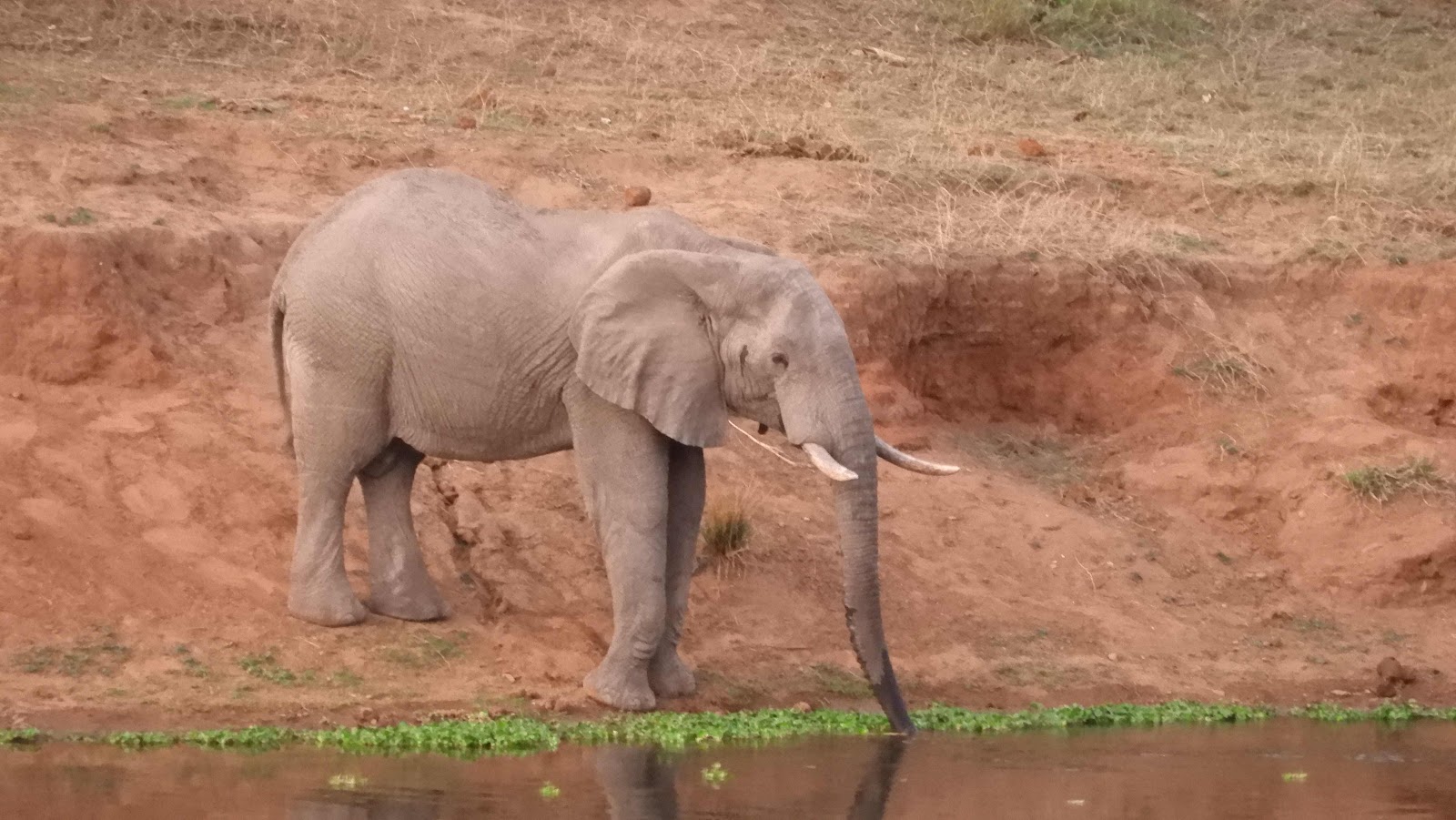 Elephant Crocodile River