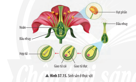 Giải KHTN 7 Bài 37: Sinh sản ở sinh vật Chân trời sáng tạo