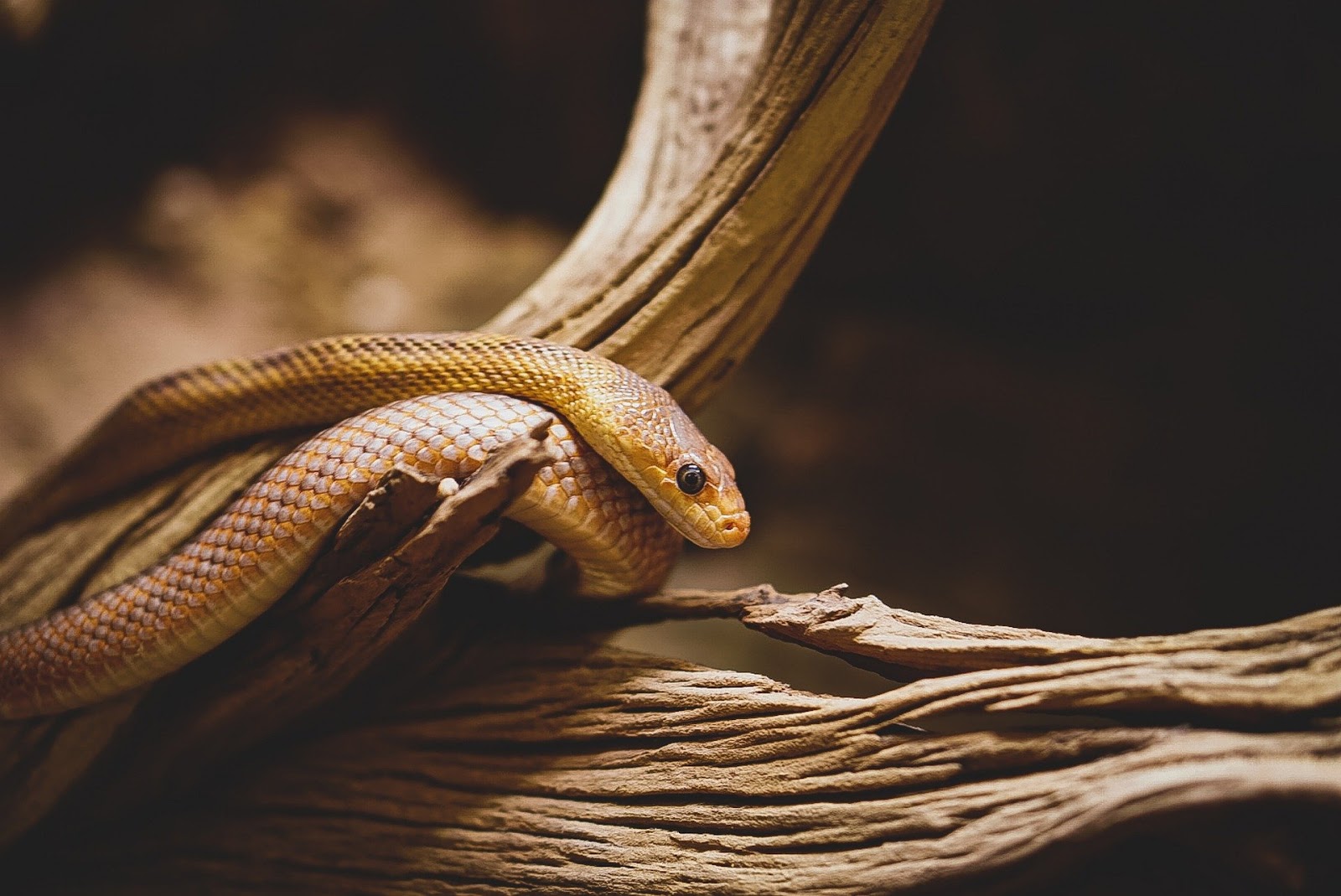 Brown snake on branch
