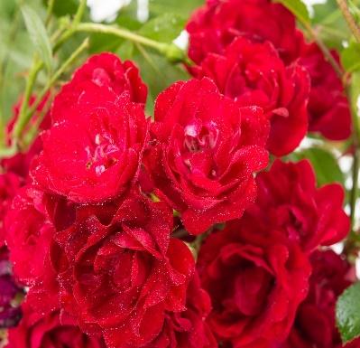 Rosa Fairy King - Rosa Fairy King günstig online kaufen