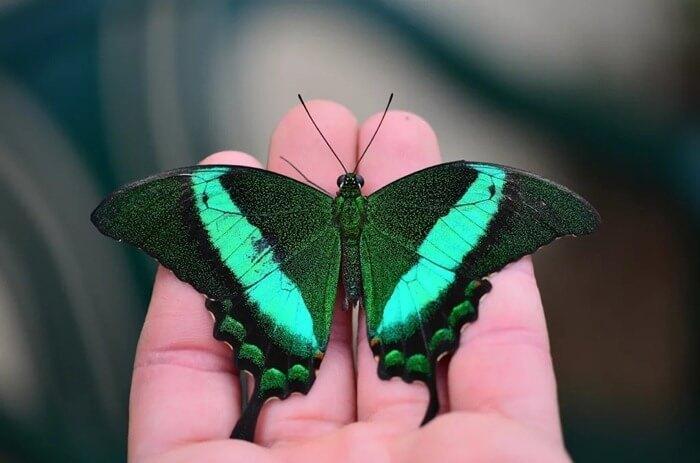 Papilio palinurus 