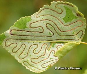 A close-up of a leaf with a pattern

Description automatically generated