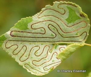 A close-up of a leaf with a pattern
Description automatically generated