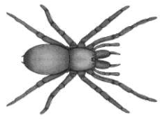 Picture of a spider