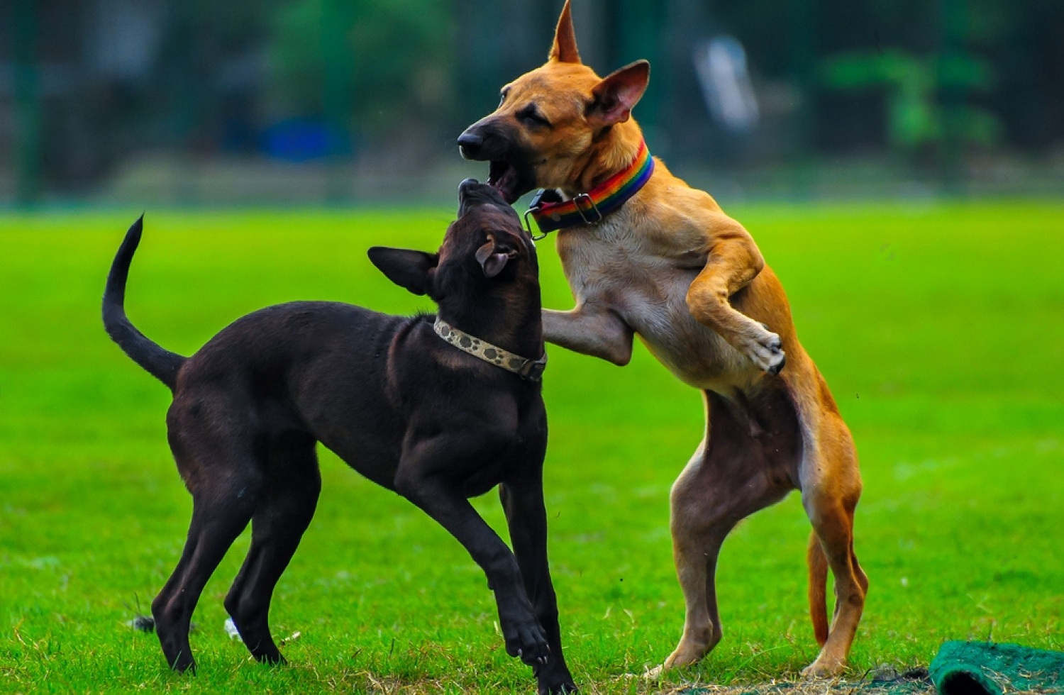 How To Stop Dogs From Fighting 5 kMS1LjibLhl gwnl qqn g5kFB7edCjIPvkttRpSMNMt1r4 uJOZE4f1m1Nfs LEDp