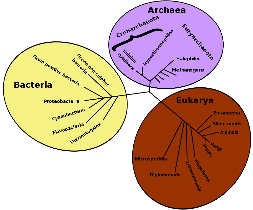 1000px-Tree_of_life.svg.png