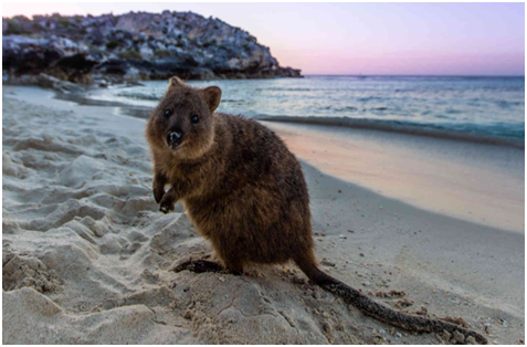 Rottnest Island