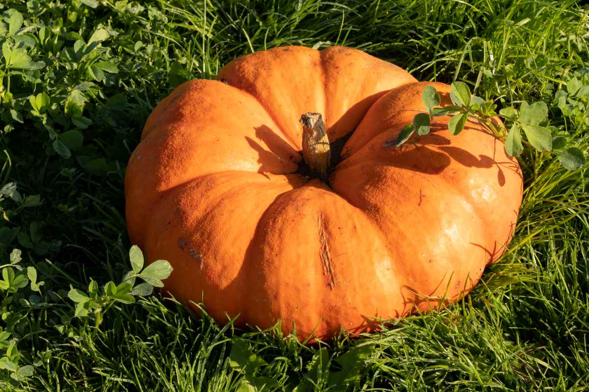 cindrella pumpkin