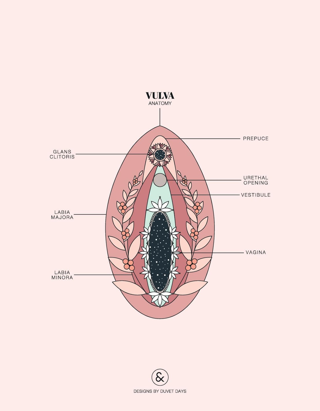 Anatomy of the Vulva, Clit, Urethal, Vagina