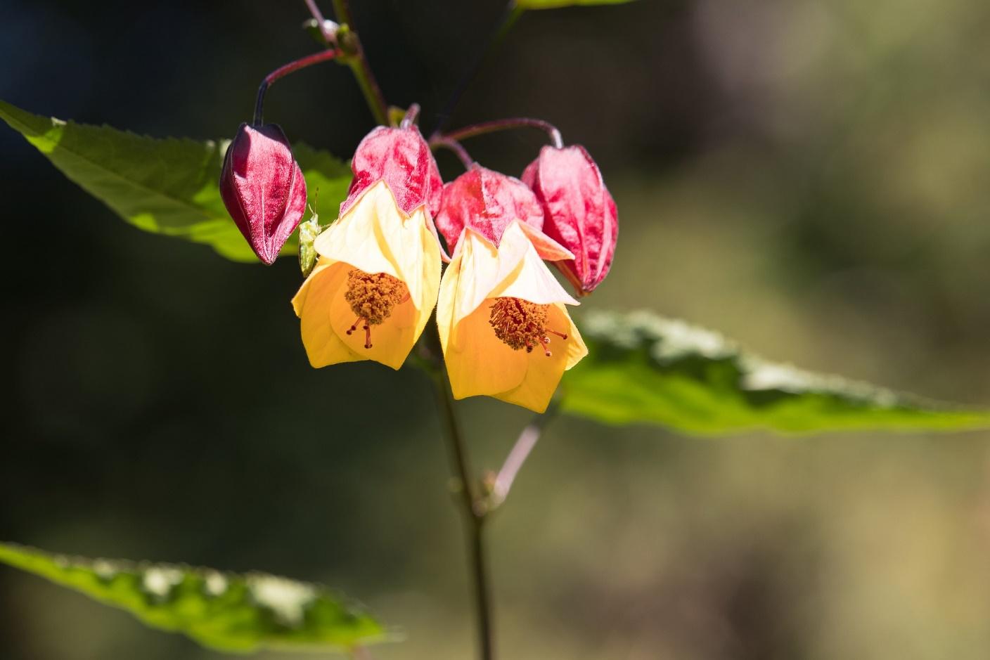 An Abutilon flower https://pixabay.com/photos/velvetleaf-flower-plant-blossom-3725170/