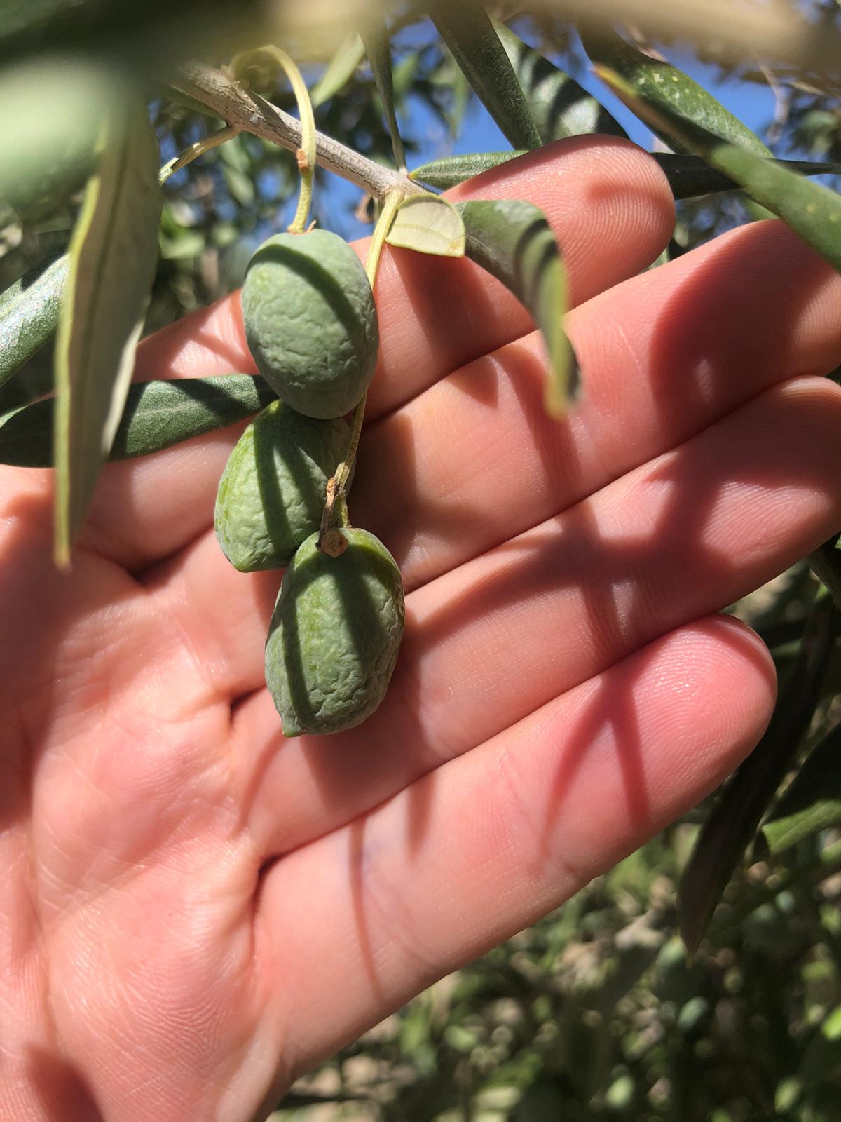 dehydrated olive fruit. ESAO Olive Grove Management