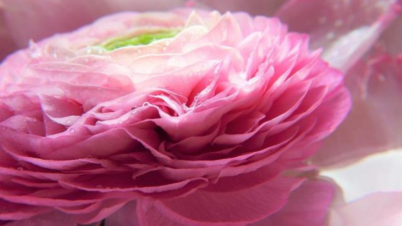 ラナンキュラスの季節はいつ お花の特徴や販売時期などを紹介 お花好きの黒柴さん