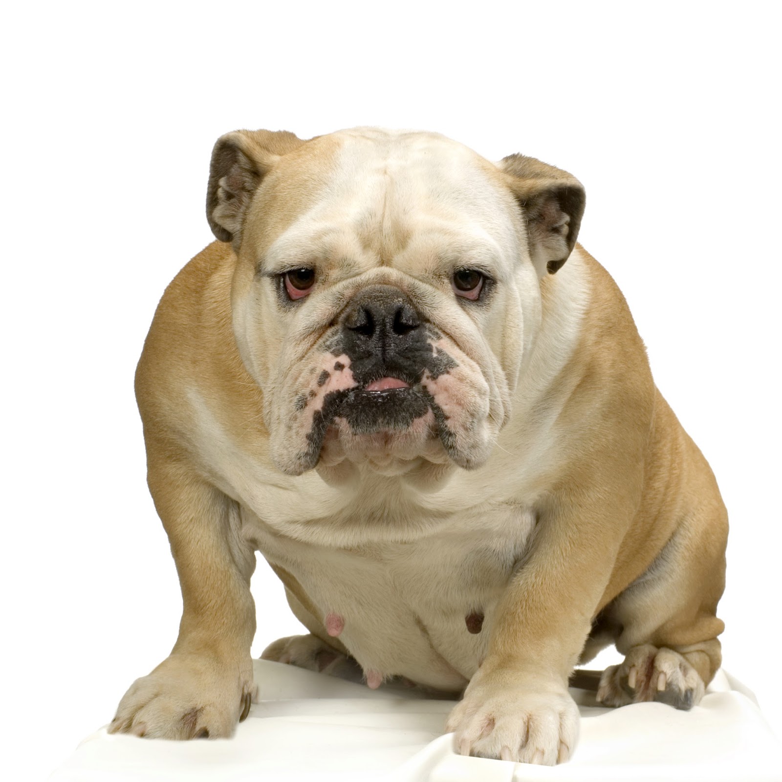 english bulldog cream and white standing in front of white background