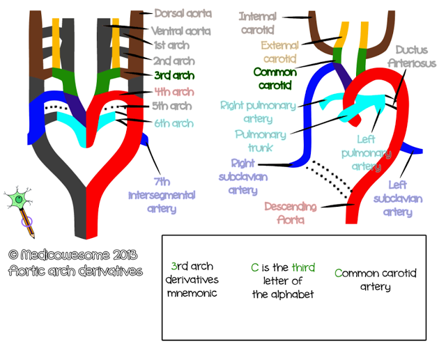 Third arch artery - Aortic arch derivatives embryology mnemonic