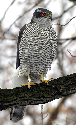 320px-Northern_Goshawk_ad_M2.jpg