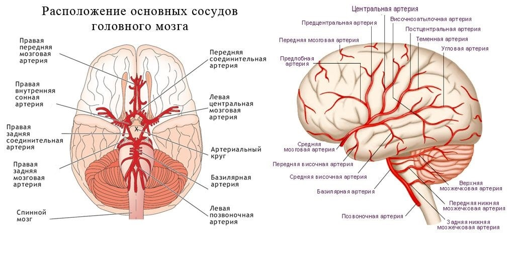 Какая артерия кровоснабжает мозг. Основная артерия головного мозга анатомия. Кровоснабжение головного мозга анатомия строение. Передняя средняя и задняя мозговые артерии. Кровоснабжение лобной доли полушарий большого мозга.