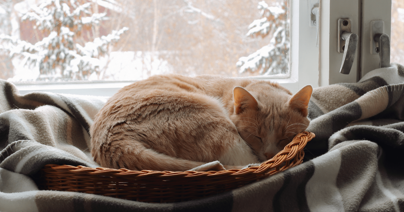 Katt sover i sin korg framför fönstret. Utomhus är det vinterväder.