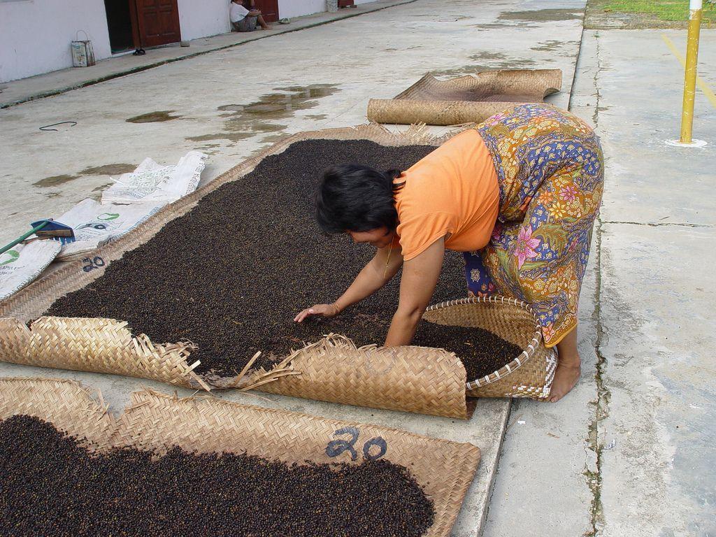 Drying black pepper. Black pepper is produced from the still-green, unripe  drupes of the pepper plant. The drupes are cooked briefly in hot water,  both to clean…