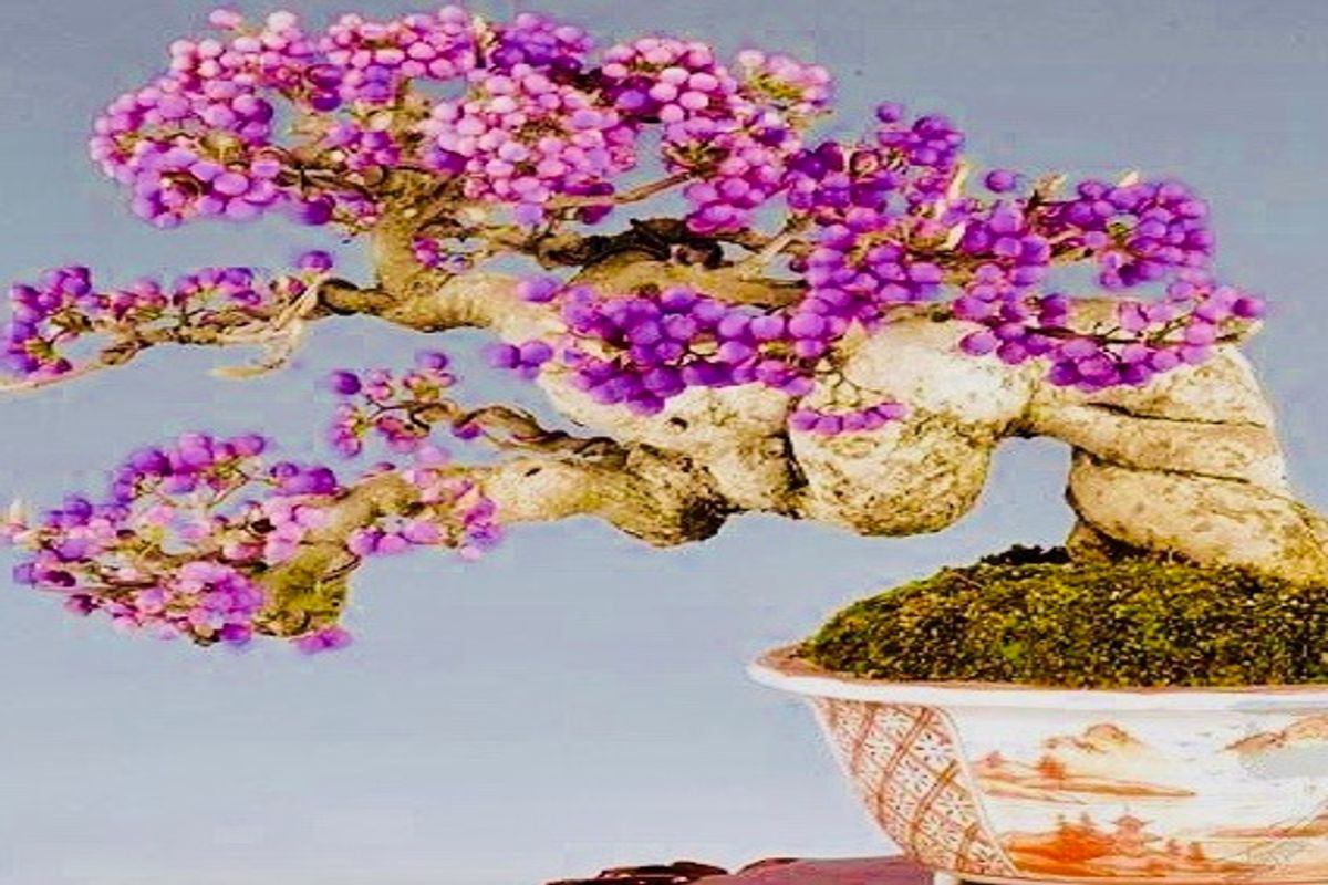 15 Beautiful Bonsai Fruit Trees