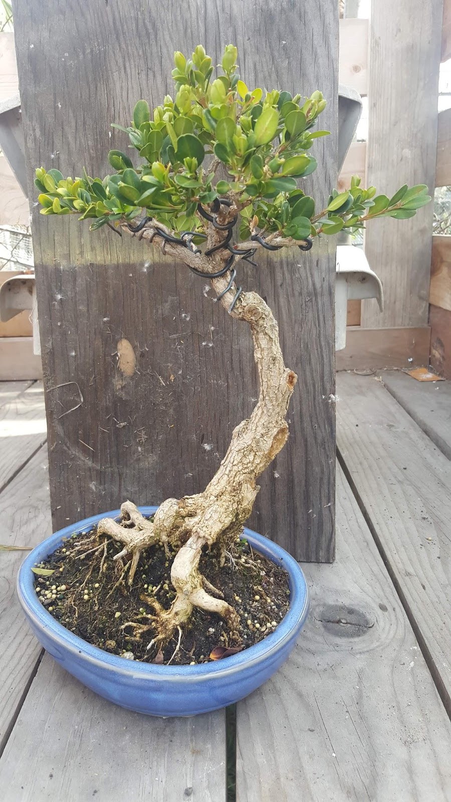Buxus microphylla bonsai exposed root problem