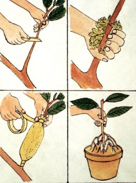 air-layering-a-method-of-propagating-your-favourite-plant