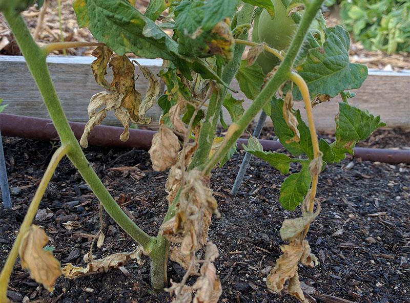 Close-up photo of a zucchini plant with yellowing leaves and wilted stems, caused by a fungal disease known as Verticillium wilt. The affected plant shows signs of stunted growth and wilting due to the fungus infecting the vascular tissue of the plant