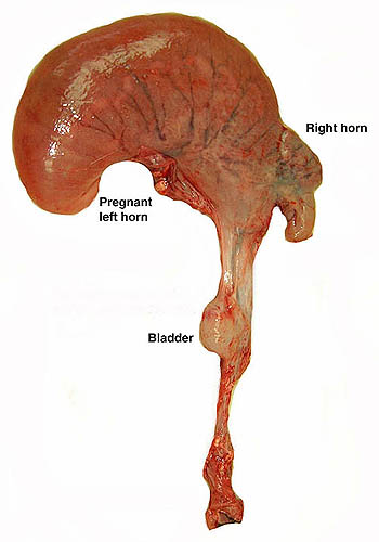 Uterus and vagina of pregnant slenderhorned gazelle. The fetus and placenta are in the left uterine horn