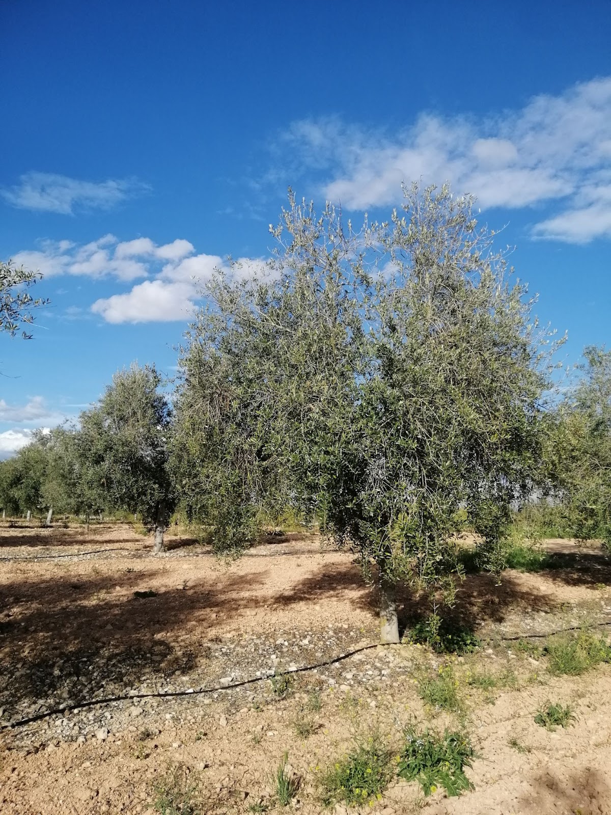 Defoliación y muerte de ramas causadas por la antracnosis en un olivar australiano.