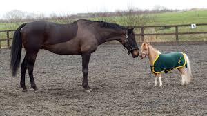 Image result for pony and horse