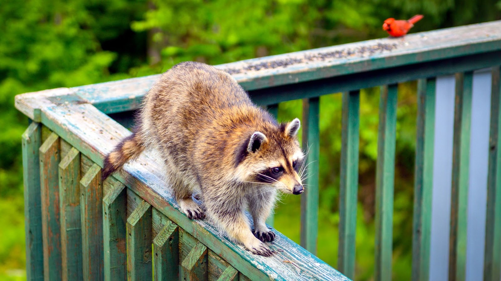 What Attracts Raccoons To Your Yard