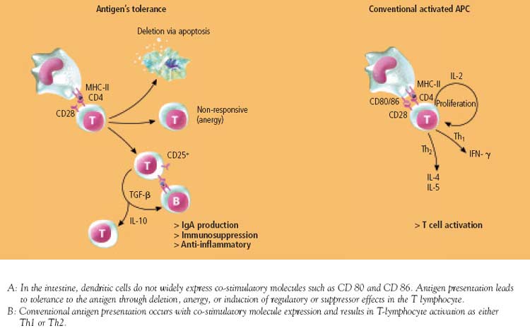 The general basis for immunological tolerance to luminal antigens