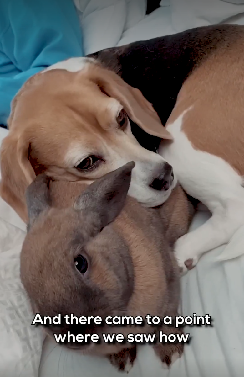 A Beagle Dog Sleeping with a Rabbit