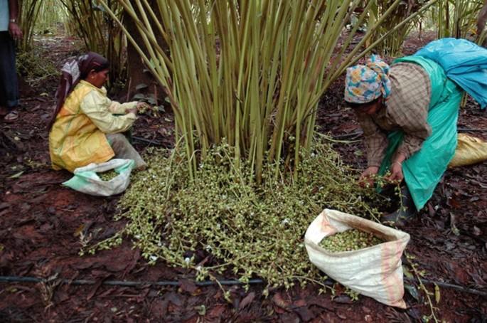 Harvesting and Processing of Cardamom | SpringerLink