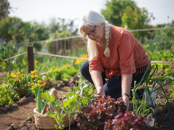 How to Create a Vegetable Garden from Scratch