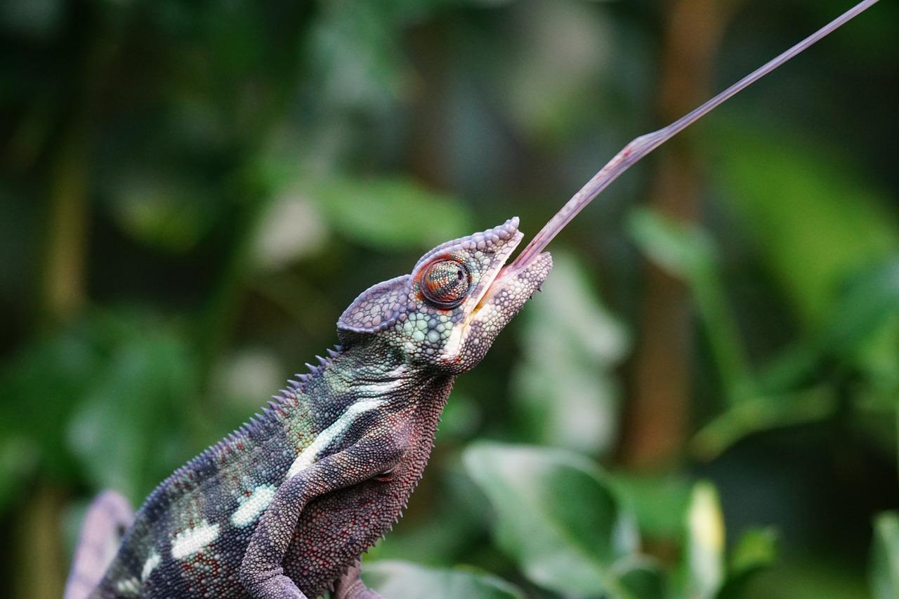 What do Panther chameleons eat?