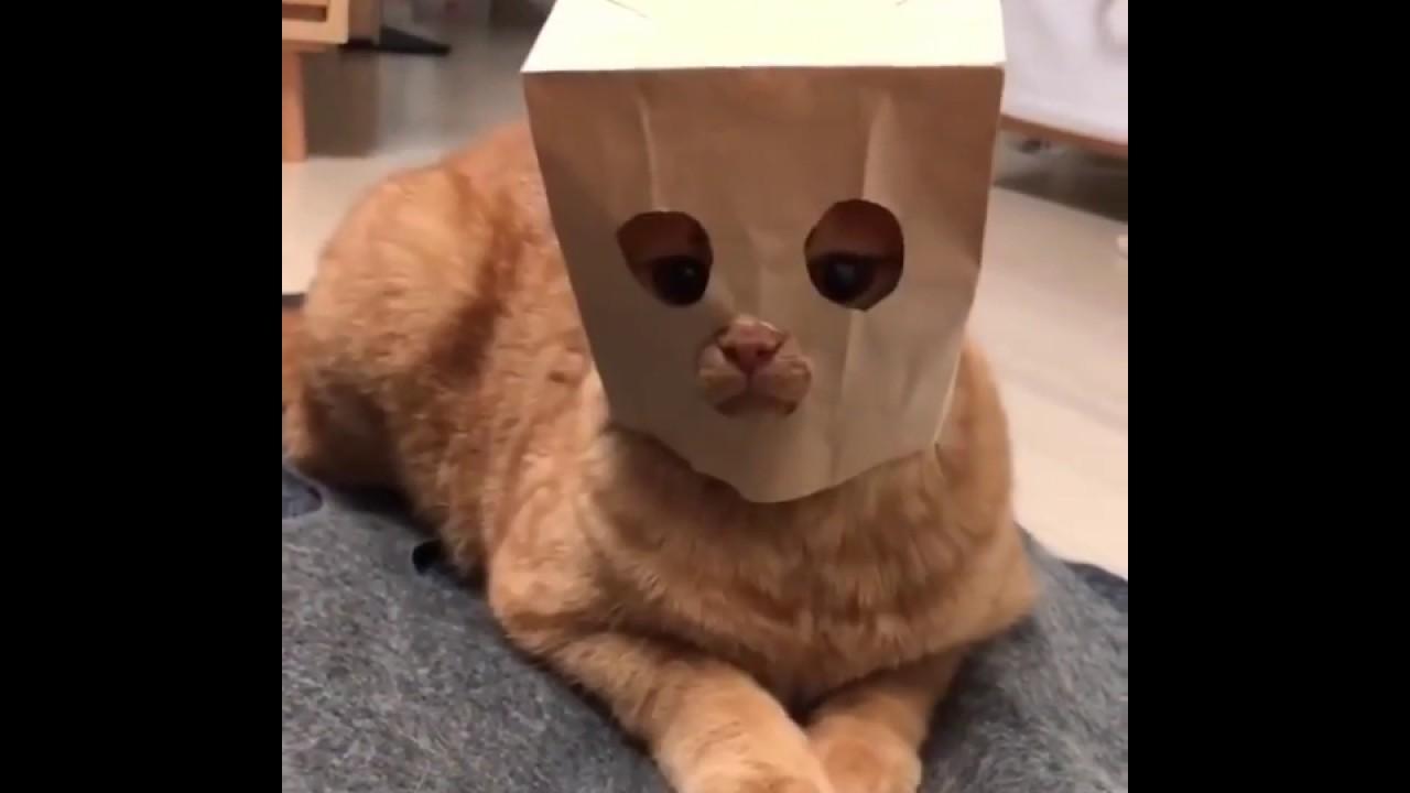 Image result for CAT WEAR MASK