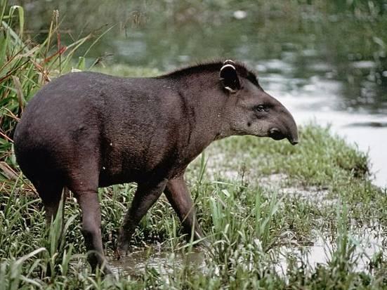 Image result for animales en peligro de extincion en ecuador