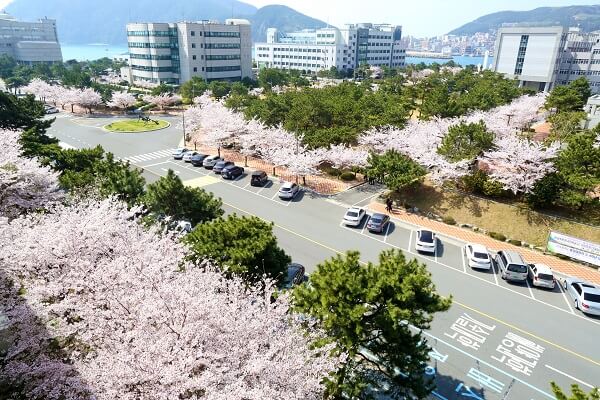 Học xá trường Hàng hải Hàn Quốc rực rỡ vào mùa xuân