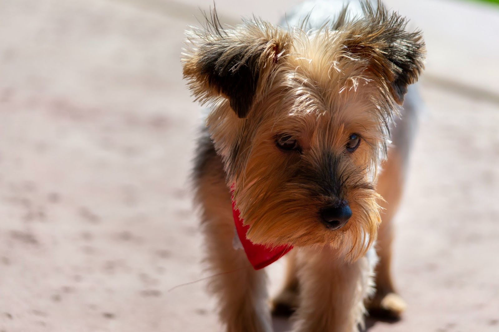 How to Groom a Yorkie With Matted Hair?