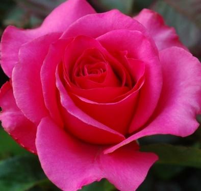 Venrosa Венроза (роза Высоцкого), купить Киев и Украина, питомник Super-Rosa