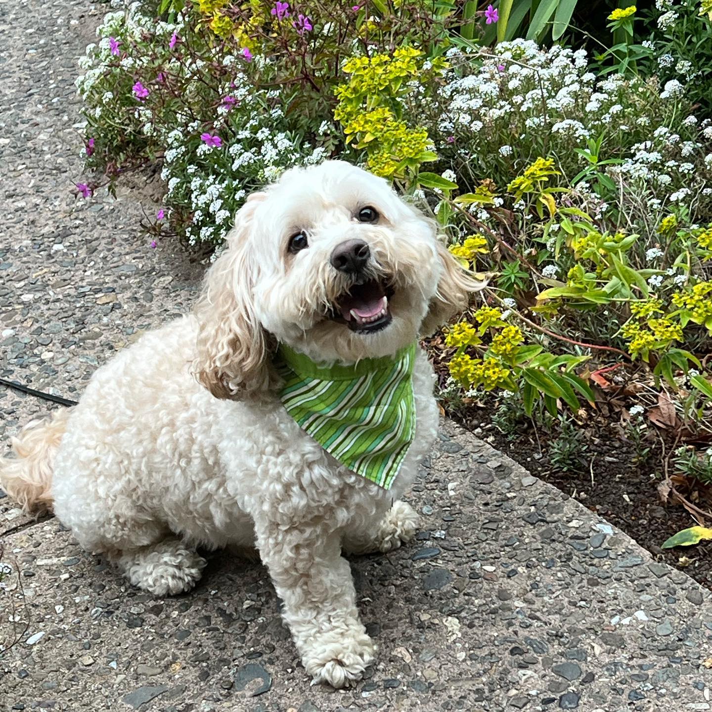 Sebastian the Shih-Poo