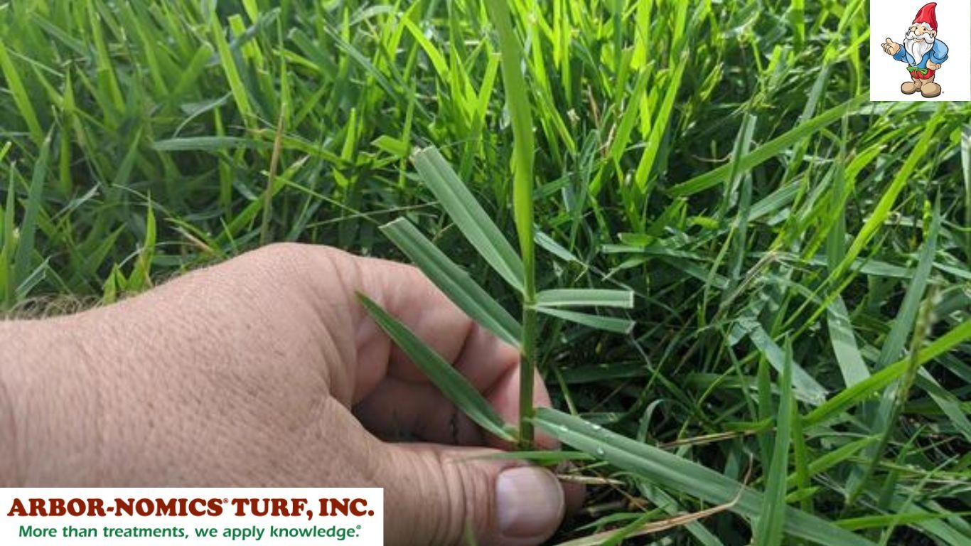 How to Get Rid of Torpedo Grass on Your Lawn