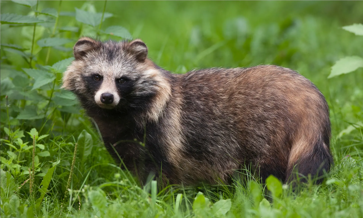 Raccoon Dog