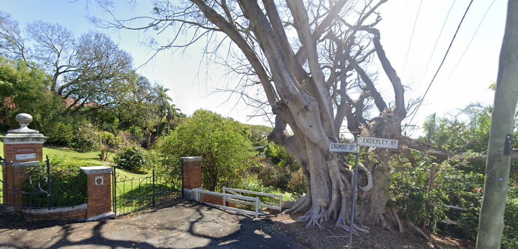 Moreton Bay fig tree
