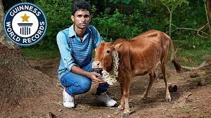 World Record holder for being the smallest cattle breed in the world. 